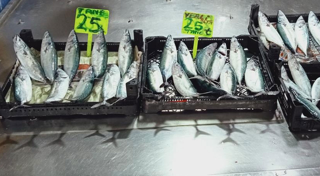 Palamut bolluğu balıkçıların yüzünü güldürdü! Tanesi 30 liradan tezgahlarda