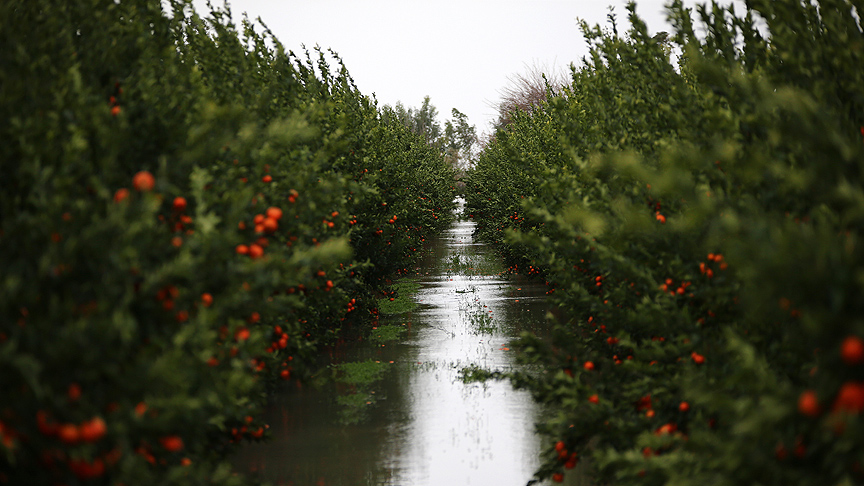 Ceyhan Nehri taştı ev ve tarlalar su altında kaldı