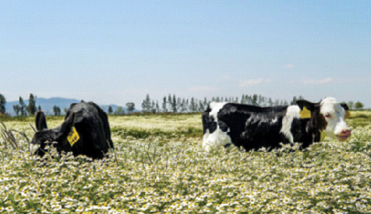 Harvardlı hanımağa! Çiftliğin her adımında onun emeği var