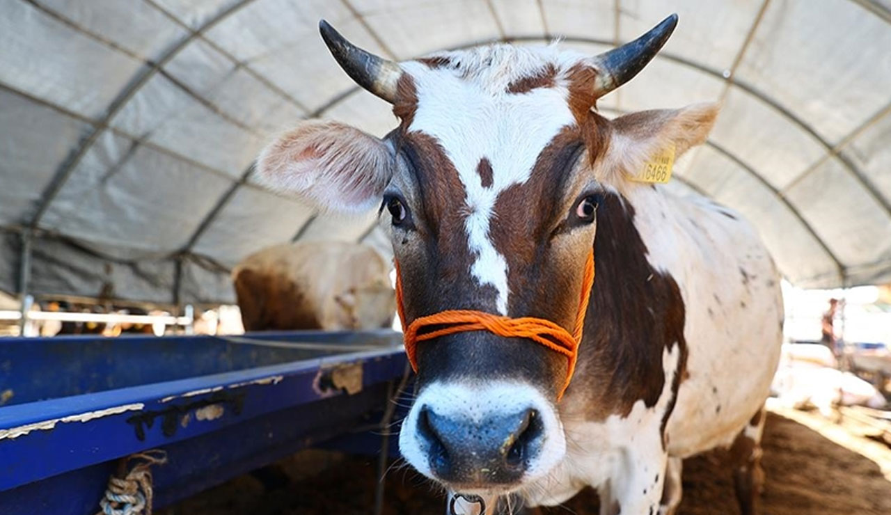 Sütteki gizli tehlike: Melez inek hasta ediyor