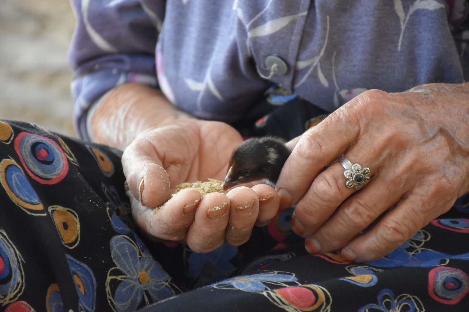 Depremde yıkılan evine değil ölen civcivlerine ağladı