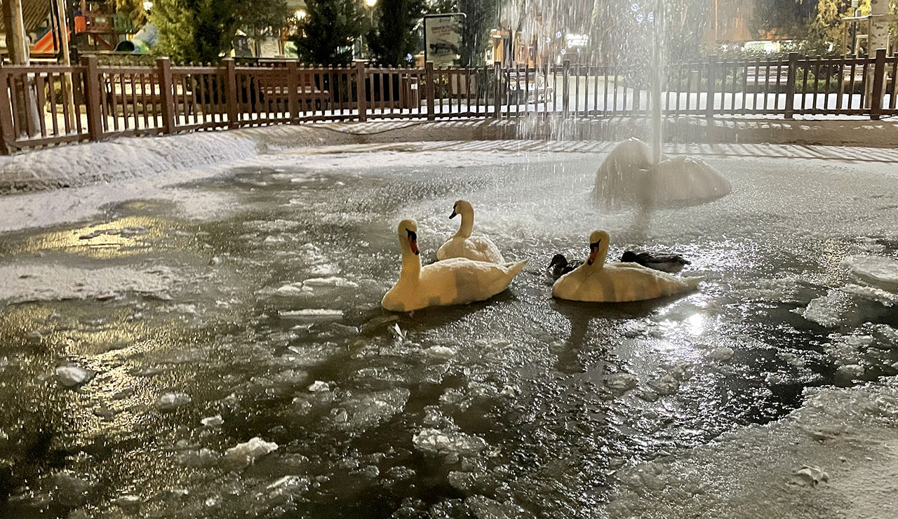 Ankara'da sıcaklık eksi 5'e düştü: Kuğulu Park buz tuttu