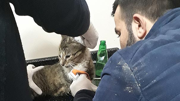 O kareyle hafızalara kazınmıştı... Kedi Yeşim'den üzücü haber