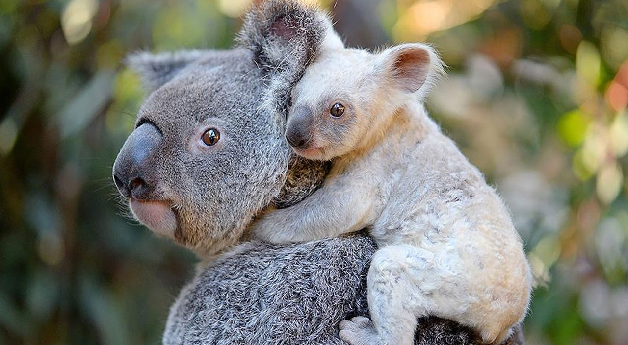 Koalalar için 35 milyon dolarlık destek
