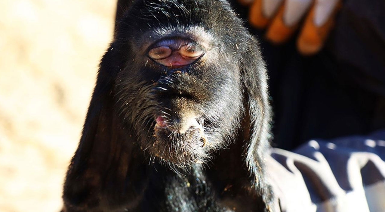 Görenleri hayrete düşüren oğlak: Gözleri alnının ortasında