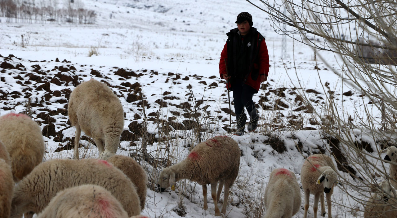 11 yaşındaki Ömer dondurucu soğukta çobanlık yapıyor