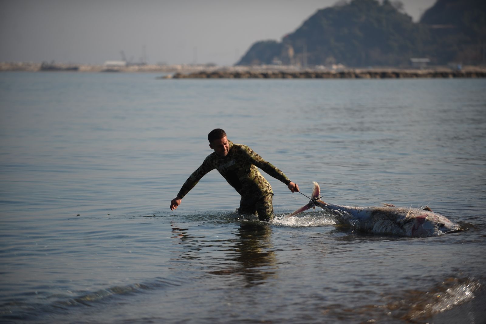Yarım tonluk ölü orkinoslar karaya vurdu