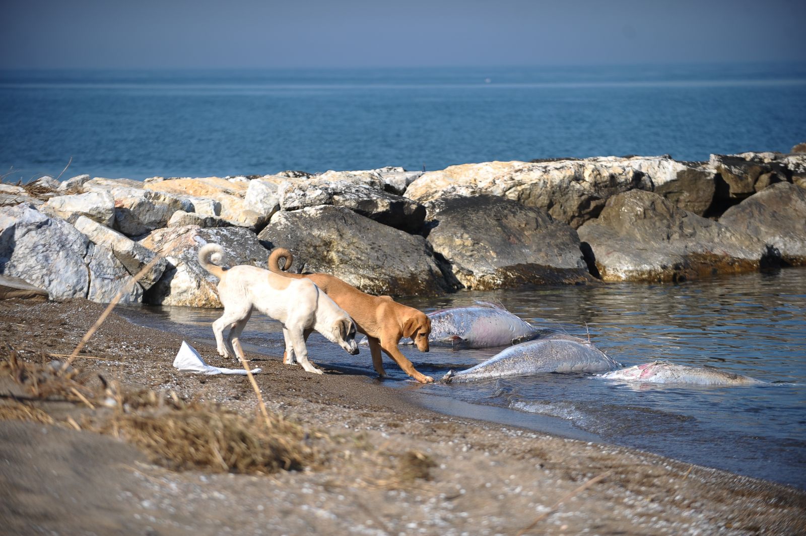Yarım tonluk ölü orkinoslar karaya vurdu