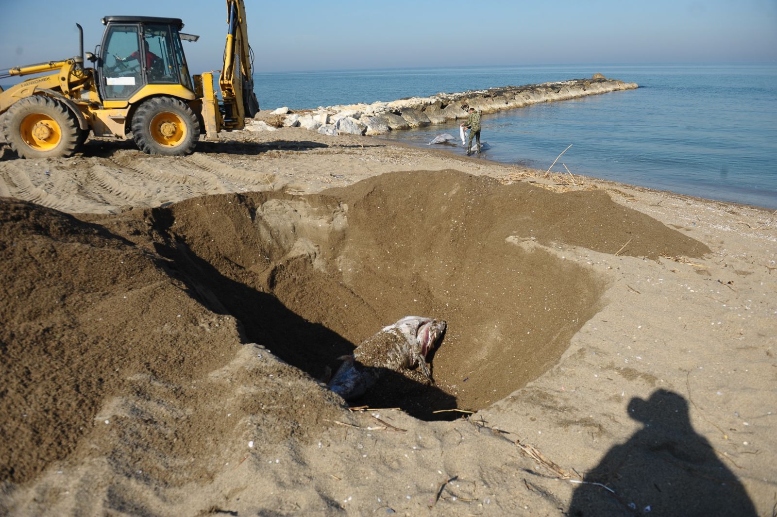 Yarım tonluk ölü orkinoslar karaya vurdu