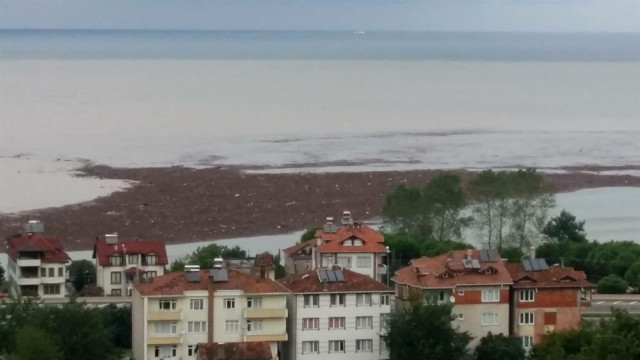 Ordu'da yaşanan sel felaketinde Karadeniz'e dökülen fındığın maliyeti belli oldu