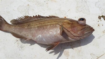 Orfoz ve Lagos tutan, satan, alan, yiyen yandı