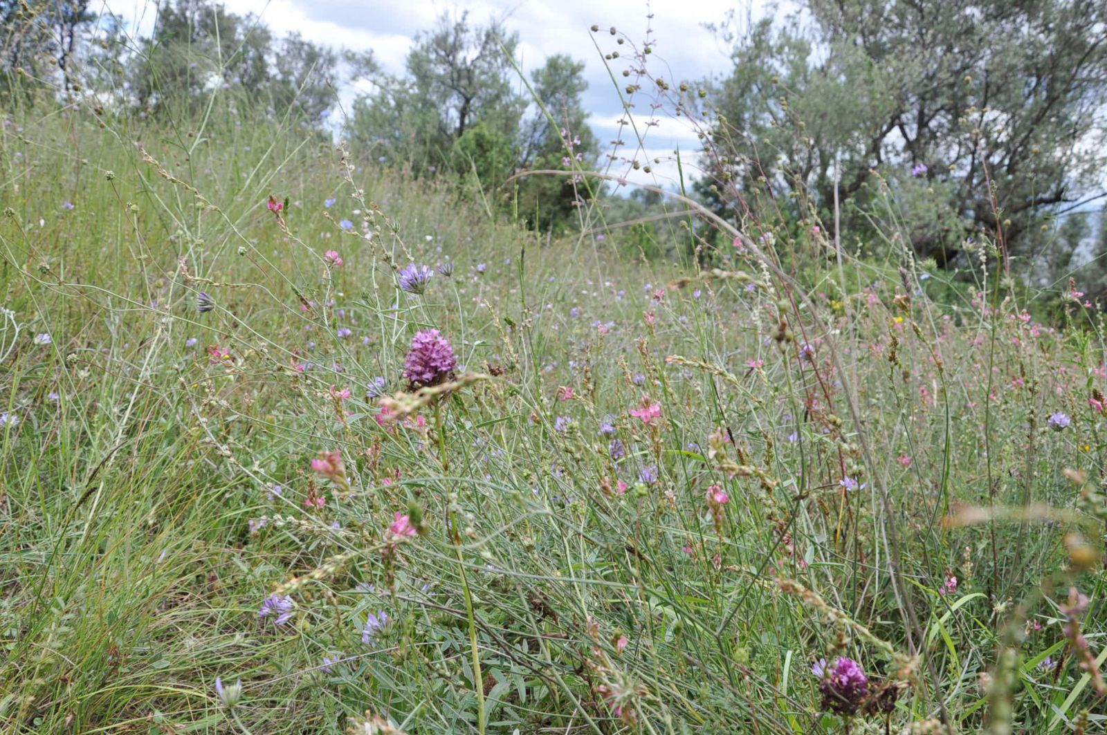 Evinde yabani orkide bulunan kişiye 40 bin lira para cezası