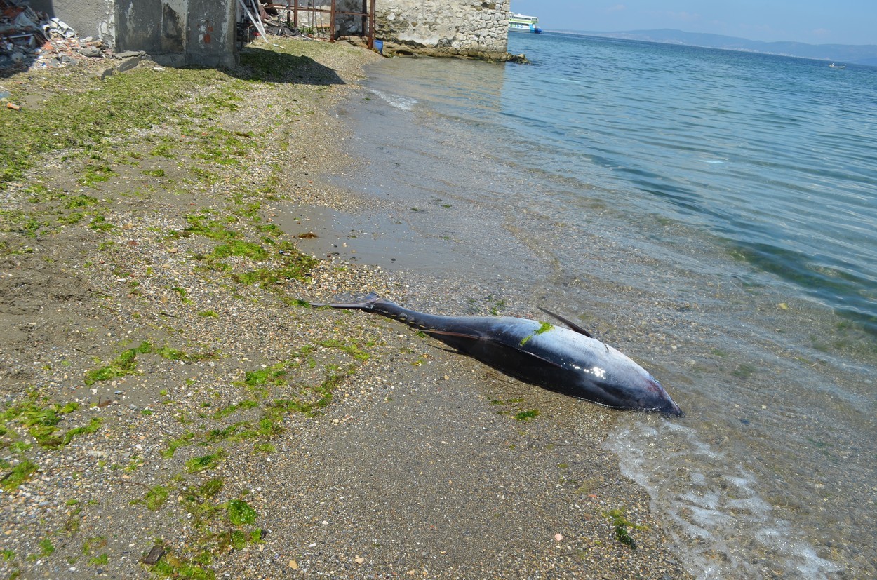 Sahile vurmuş dev balığı görenler şaşkına döndü