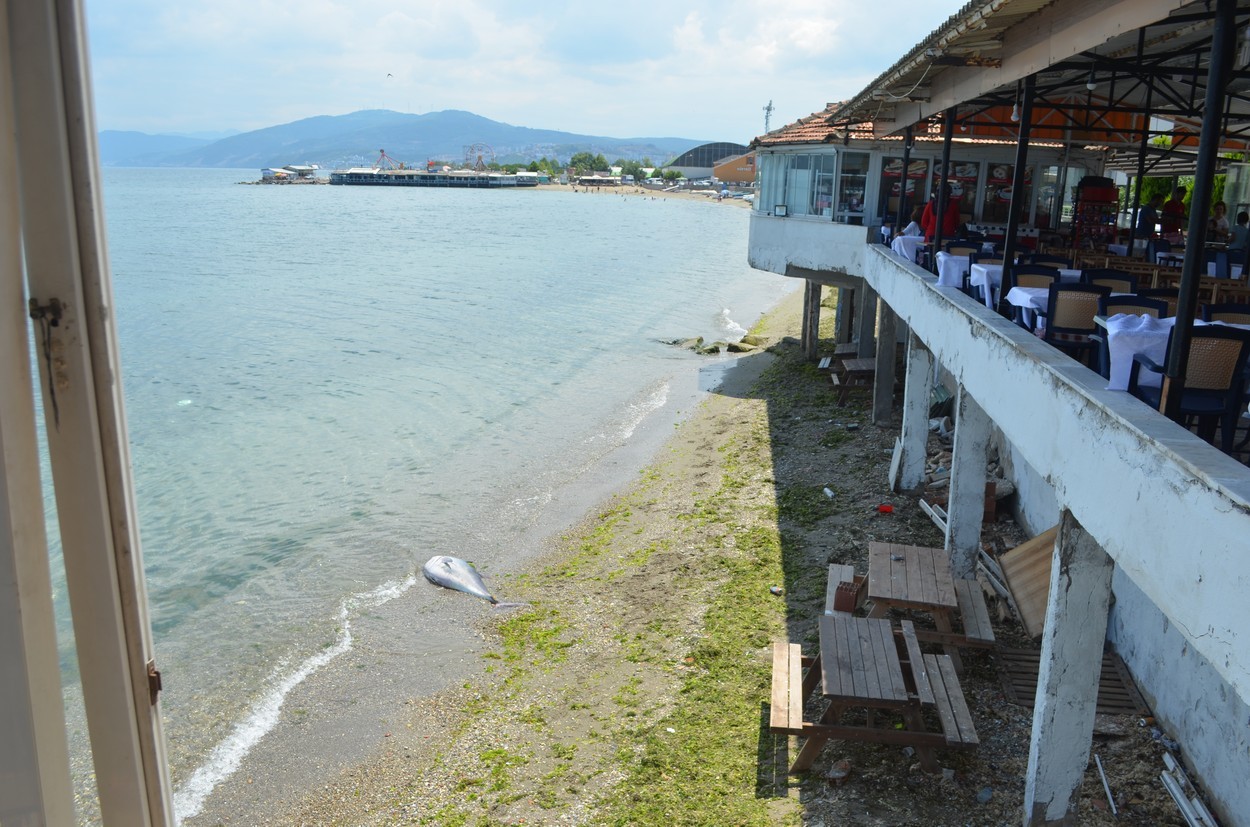 Sahile vurmuş dev balığı görenler şaşkına döndü