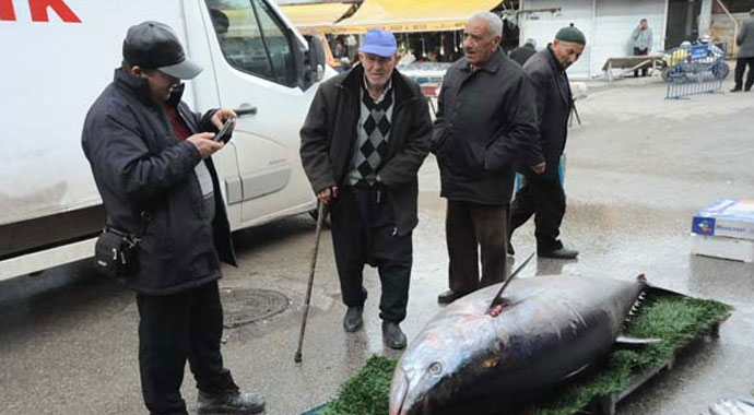 Niğde'de 185 kilogramlık orkinoslar herkesin ilgisini çekti