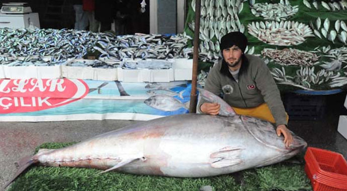 Niğde'de 185 kilogramlık orkinoslar herkesin ilgisini çekti