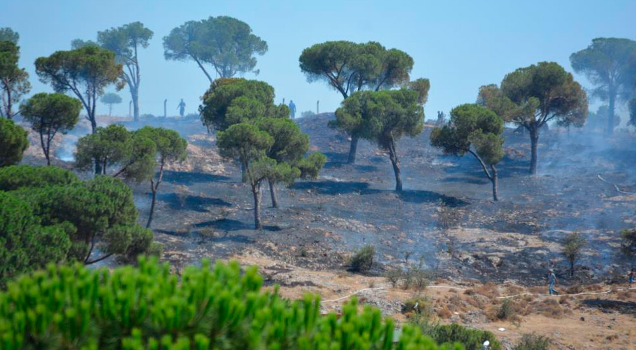 Ayvalık'ta yangın