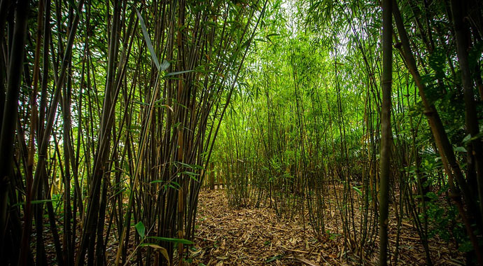 Evinin arka bahçesini ormana çevirdi