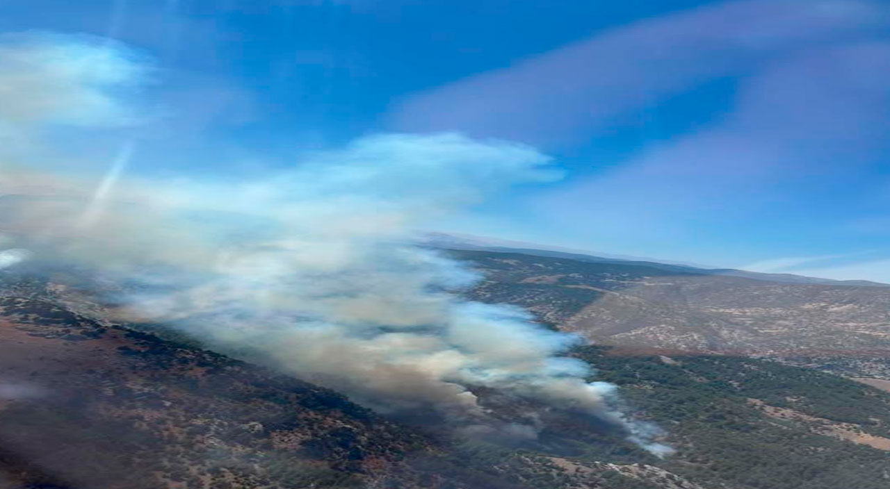 Adana'da orman yangını: Yayılmasını önlemek için ağaçlar kesiliyor