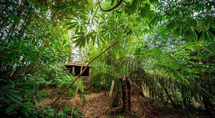 Evinin arka bahçesini ormana çevirdi