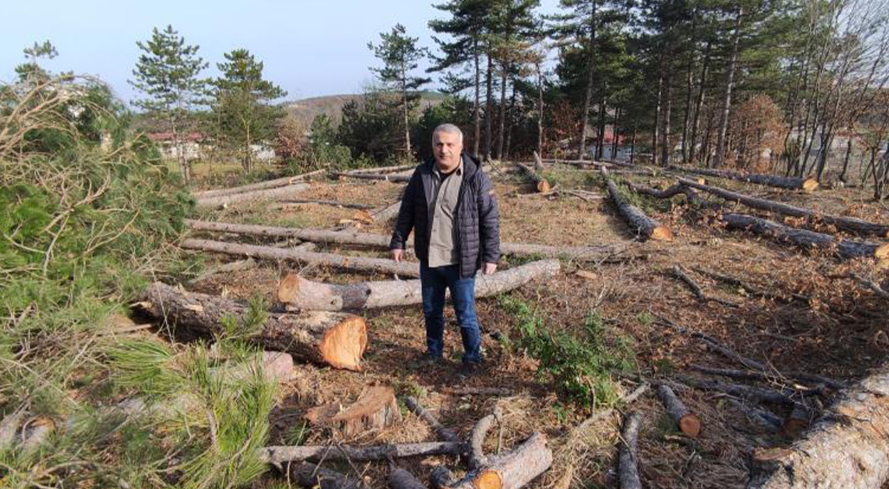 Kiraladığı orman arazisinde 100 yıllık ağaçlara kıydı!