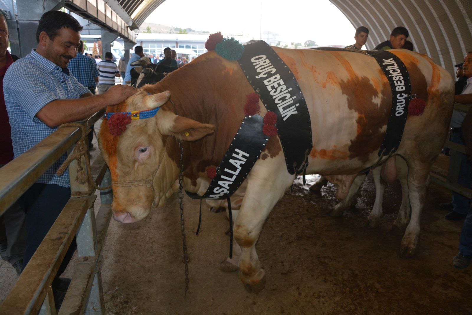 Balıkesir kurban pazarının şampiyonu! İşte fiyatı ve kilosu