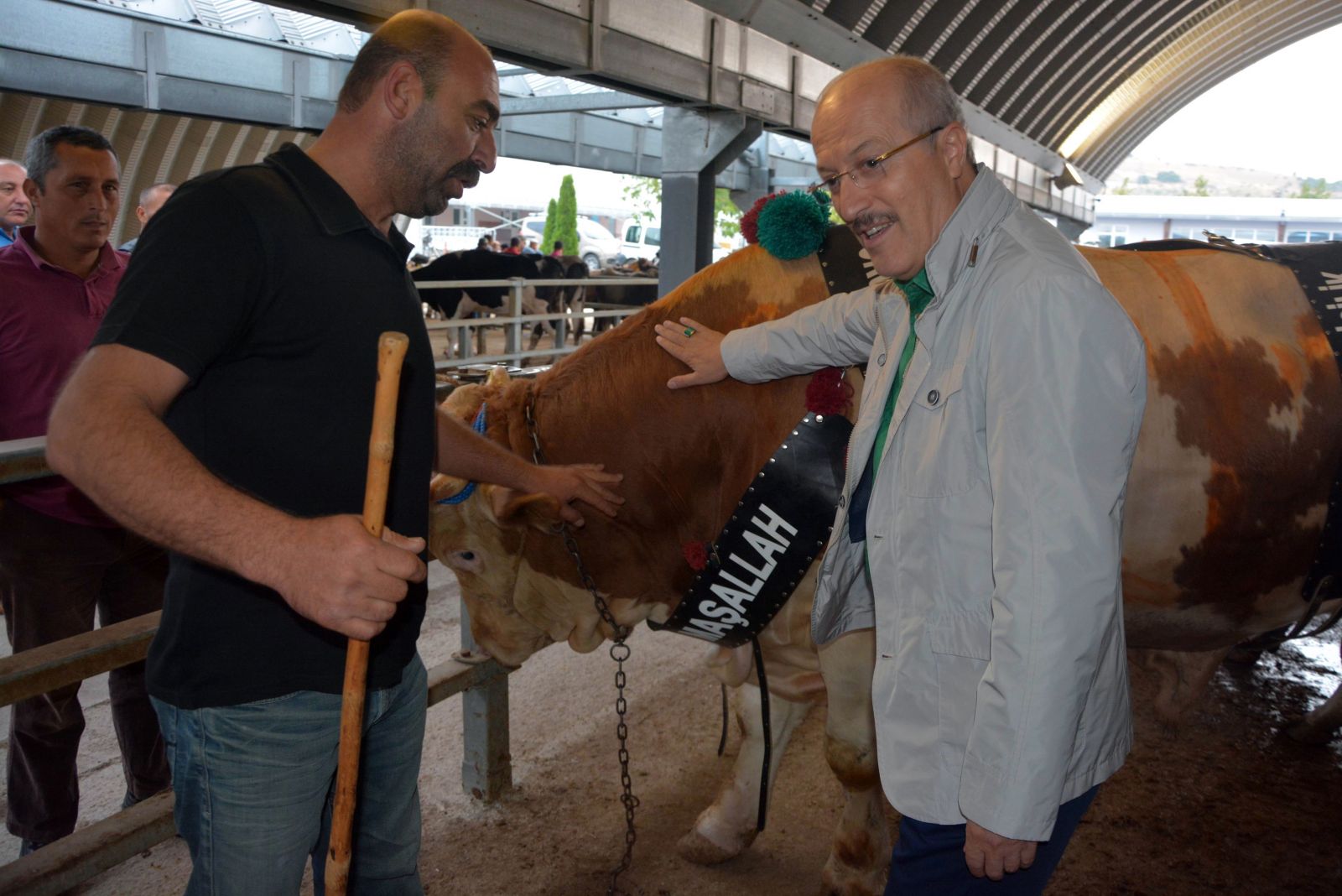 Balıkesir kurban pazarının şampiyonu! İşte fiyatı ve kilosu