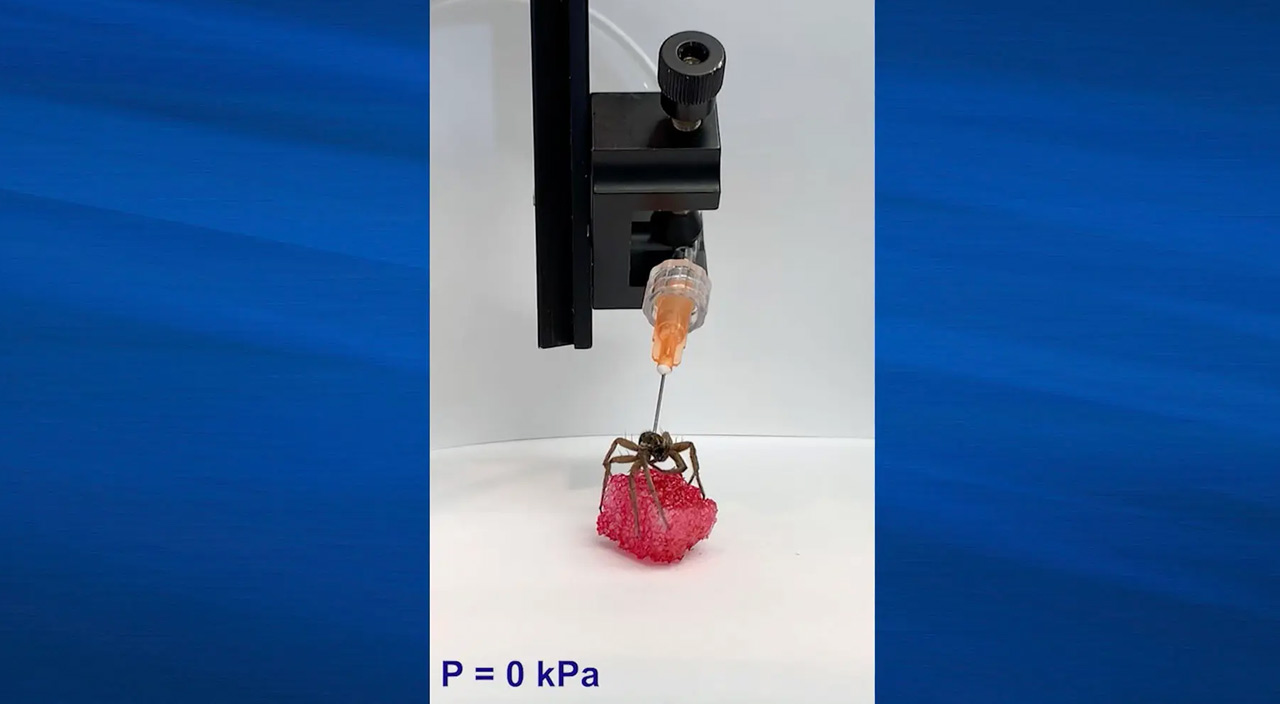 Araştırmacılar ölü örümcekleri robotlara dönüştürdü: Zombi örümcekler yolda!