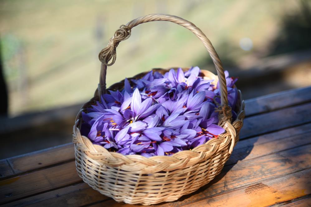 Safranın kilosu 30 bin liradan başlıyor Safranın kilosu 30 bin liradan başlıyor