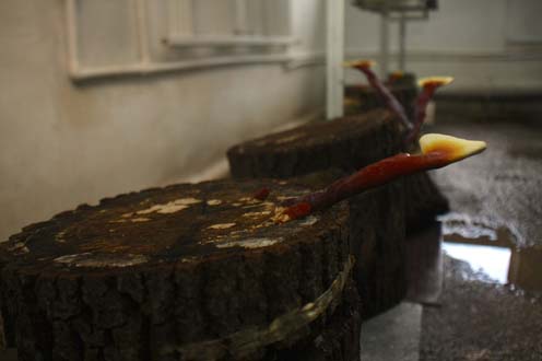 Meşe kütüğünde reishi mantarınının 'şampiyon' kadın üreticisi