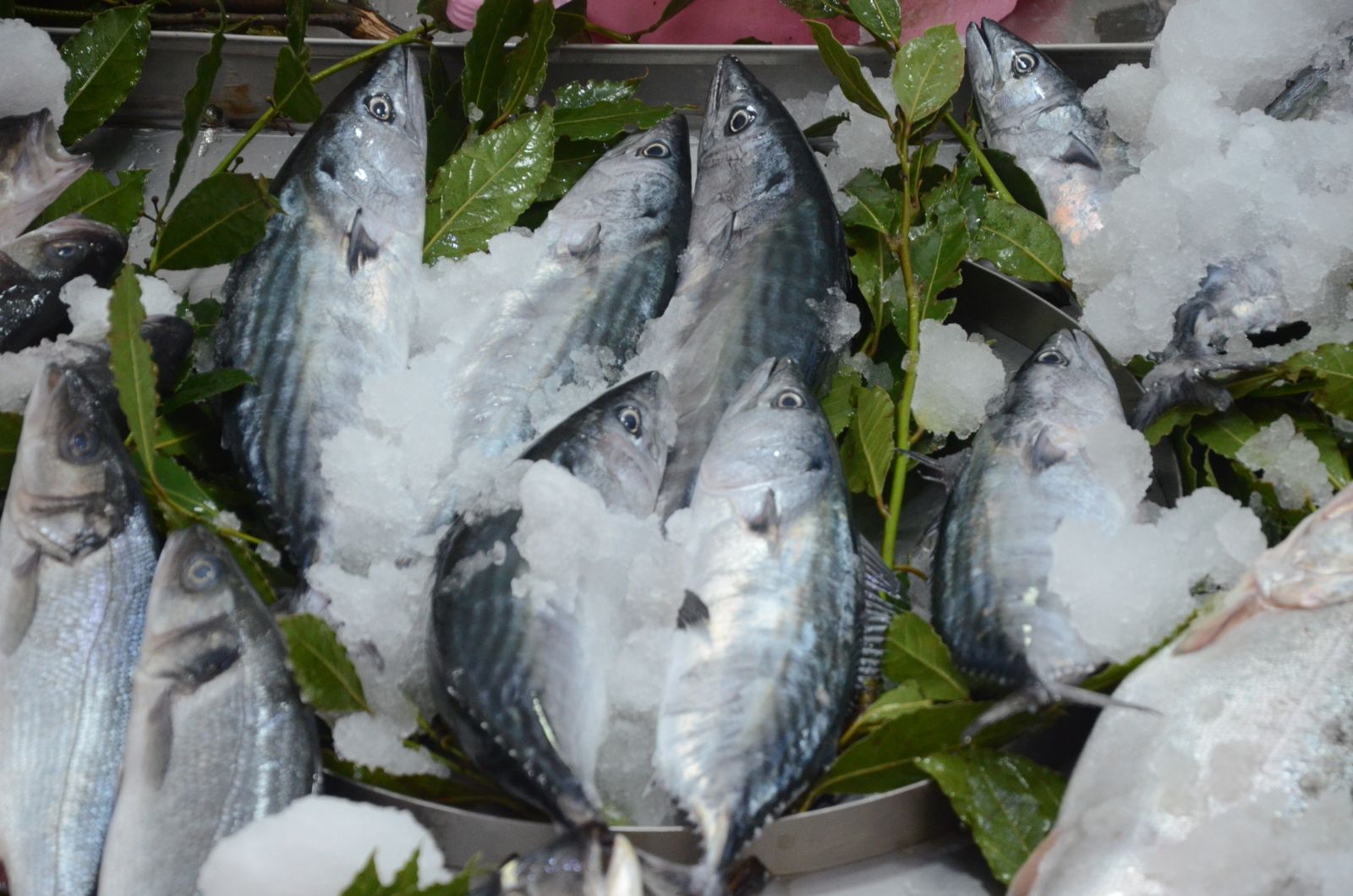 Palamut çıkmaya başladı, fiyatlar düşüşe geçti