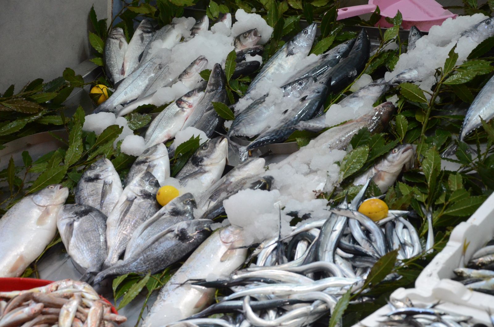 Palamut çıkmaya başladı, fiyatlar düşüşe geçti