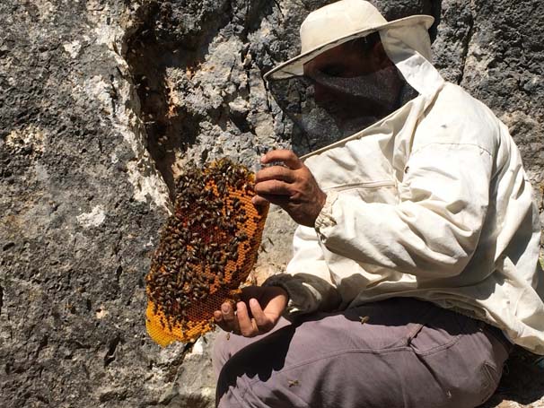 'Firari' arıların izini süren arıcı, paraya para demiyor