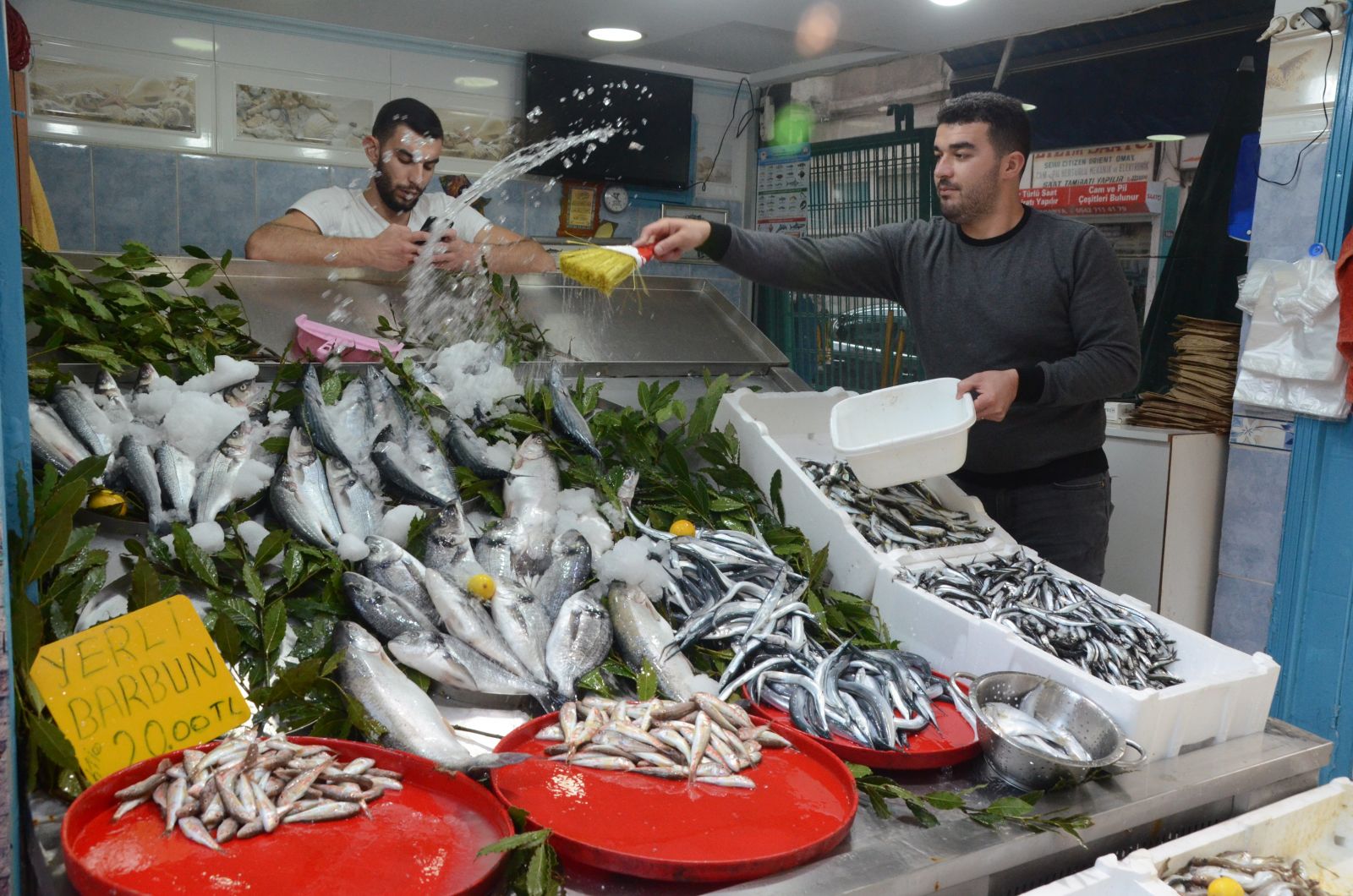 Palamut çıkmaya başladı, fiyatlar düşüşe geçti