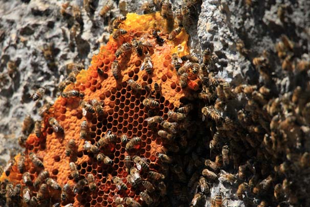 'Firari' arıların izini süren arıcı, paraya para demiyor