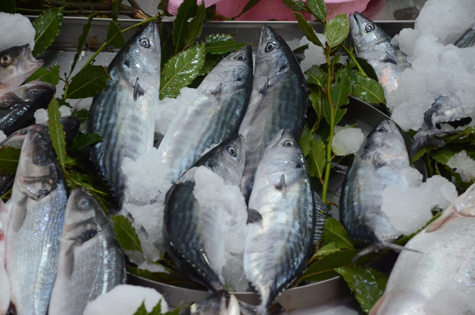 Palamut çıkmaya başladı, fiyatlar düşüşe geçti