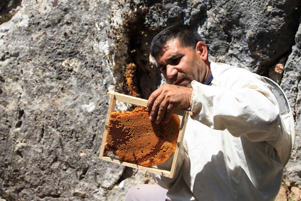 'Firari' arıların izini süren arıcı, paraya para demiyor