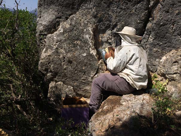 'Firari' arıların izini süren arıcı, paraya para demiyor