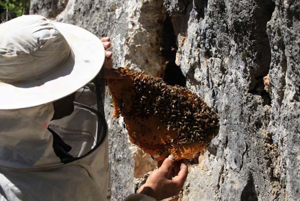 'Firari' arıların izini süren arıcı, paraya para demiyor