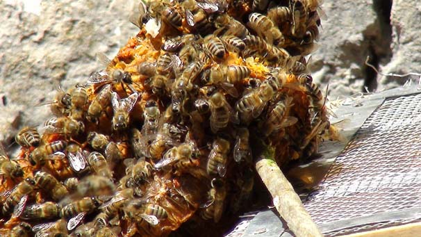 'Firari' arıların izini süren arıcı, paraya para demiyor