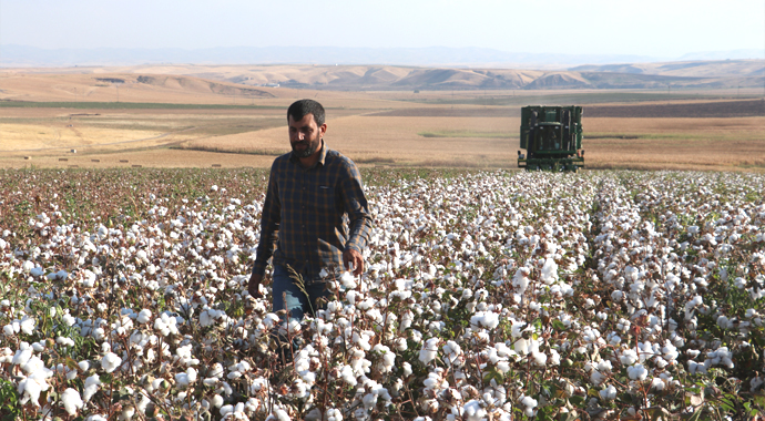 Güneydoğu'da pamuk verimi ve fiyatıyla üreticiyi sevindirdi