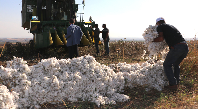 Güneydoğu'da pamuk verimi ve fiyatıyla üreticiyi sevindirdi