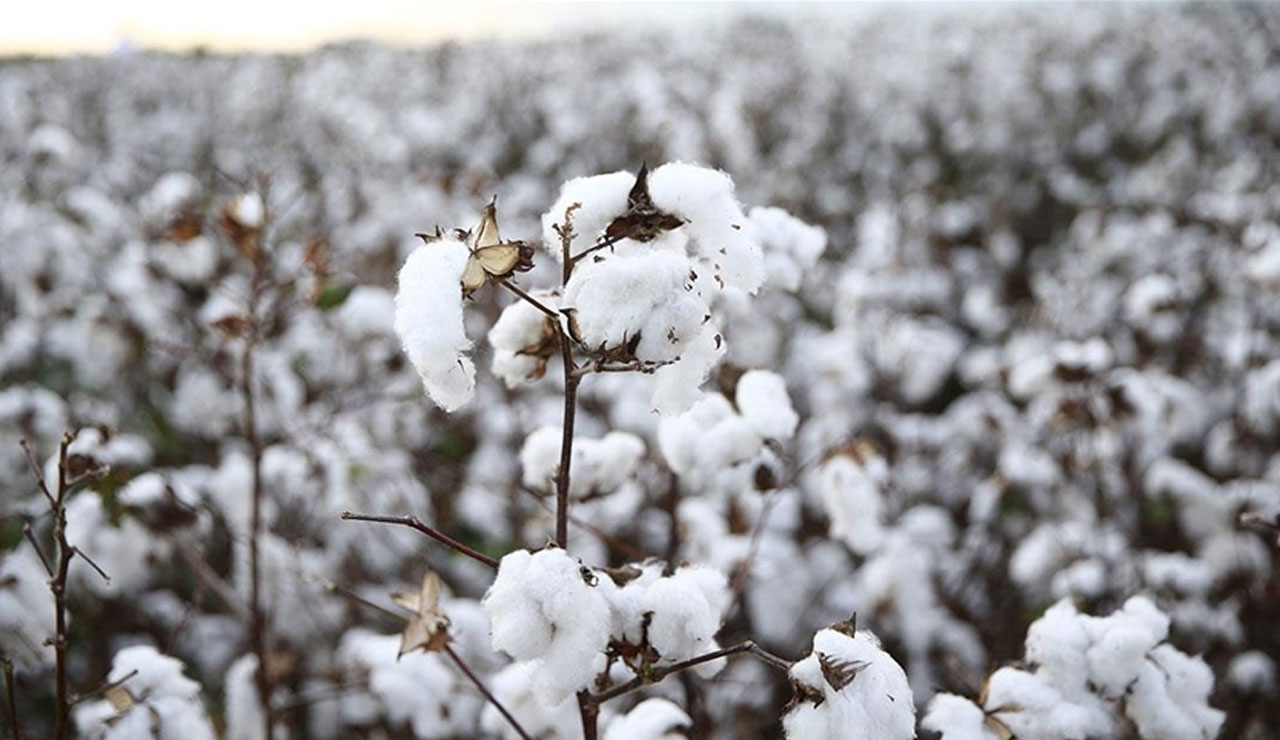 Hazır giyimde fiyatlar yüzde 70 artacak: Zam 'pamuk ipliği'ne bağlı