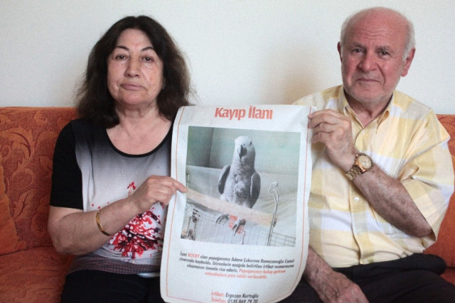 Evladı gördüğü papağanı kayboldu: Getirenin elini ayağını öpeceğim
