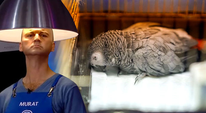 İşte Murat Özdemir'in eziyet ettiği papağanın son durumu