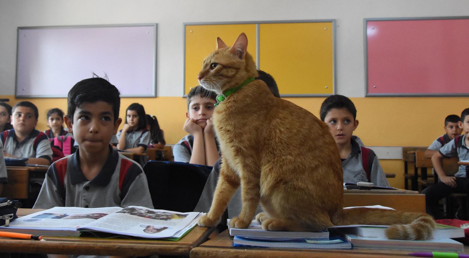 Pasaport çıkartılan 'Tombi', İsviçre yolunda