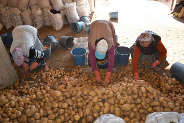 Geçen yıl 5 liraya çıkan patates, depoda 20 kuruşa düştü