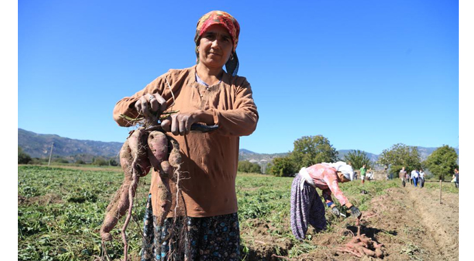 Tatlı patates için kariyerini terk etti, ilk hasadı yaptı