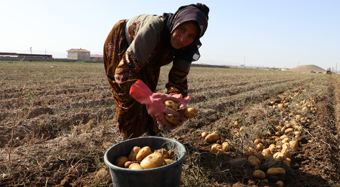 Patates diyarı Niğde'de, üreticinin yüzü güldü