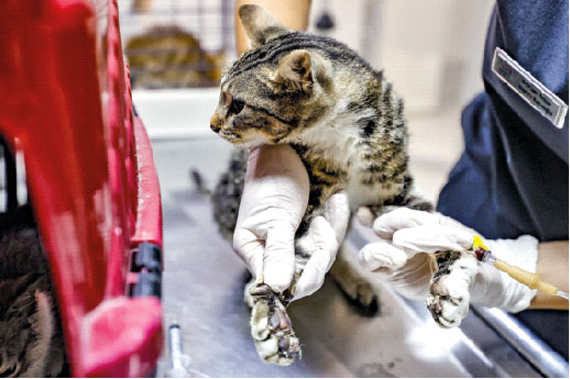 Yangın dayanışması